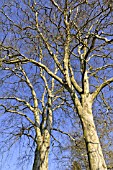 PLATANUS X HISPANICA