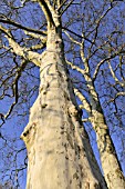 PLATANUS X HISPANICA