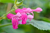 SALVIA DORISIANA