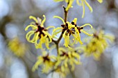 HAMAMELIS JAPONICA