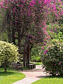 BOUGAINVILLEA HYBR., BOTANIC GARDENS, SINGAPORE