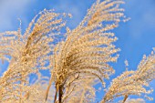 MISCANTHUS SINENSIS