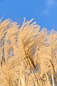 MISCANTHUS SINENSIS