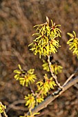 HAMAMELIS X INTERMEDIA PRIMAVERA