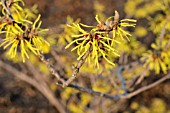 HAMAMELIS X INTERMEDIA PRIMAVERA