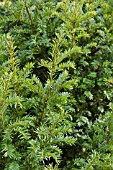 TAXUS BREVIFOLIA