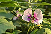 LAVATERA MARITIMA