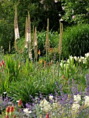 EREMURUS HIMALAICUS, FOXTAIL LILY