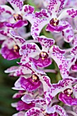 RHYNCHOSTYLIS GIGANTEA SPOTS