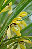 MAXILLARIA CHRYSANTHA