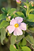 CISTUS PARVIFLORUS