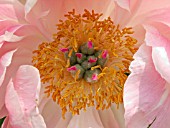 PAEONIA CORAL CHARM, PAEONY