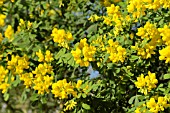 CORONILLA VALENTINA SUBSP. GLAUCA