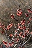 HAMAMELIS X INTERMEDIA RUBY GLOW