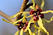 HAMAMELIS JAPONICA