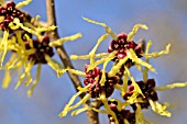 HAMAMELIS JAPONICA