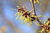 HAMAMELIS JAPONICA