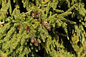 PICEA ABIES ACROCONA