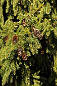 PICEA ABIES ACROCONA