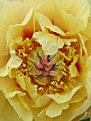 PAEONIA GARDEN TREASURE, PAEONY