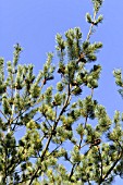 PINUS PARVIFLORA GLAUCA