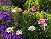 PAEONIA KING OF ENGLAND WITH GERANIUM X MAGNIFICUM