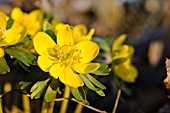 ERANTHIS HYEMALIS