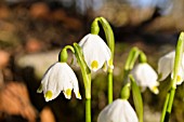 LEUCOJUM VERNUM