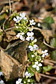 PACHYPHRAGMA MACROPHYLLA