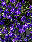 LOBELIA ERINUS LAGUNA TRAILING DARK BLUE