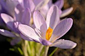 CROCUS TOMMASINIANUS