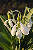 GALANTHUS ELWESII