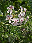 PELARGONIUM RADENS H.E. MORRE, BALSAM SCENTED PELARGONIUM