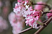 VIBURNUM X BODNANTENSE DAWN