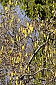 CORYLUS AVELLANA CONTORTA