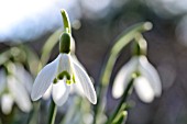 GALANTHUS NIVALIS