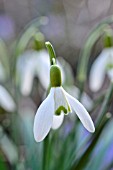 GALANTHUS NIVALIS