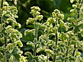 PELARGONIUM CRISPUM VARIEGATUM, LEMON SCENTED PELARGONIUM