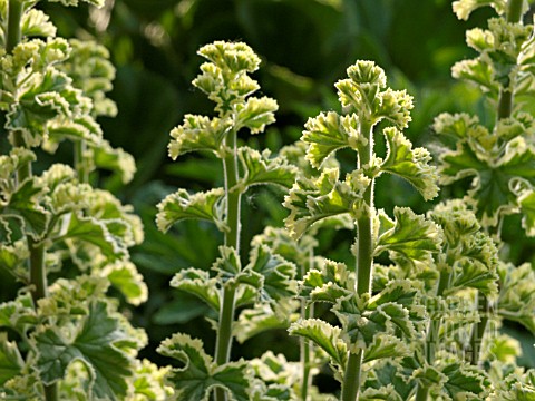 PELARGONIUM_CRISPUM_VARIEGATUM_LEMON_SCENTED_PELARGONIUM