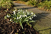 GALANTHUS NIVALIS