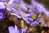 HEPATICA NOBILIS