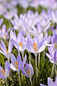 CROCUS TOMMASINIANUS