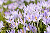 CROCUS TOMMASINIANUS