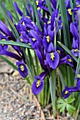 IRIS RETICULATA