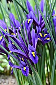 IRIS RETICULATA