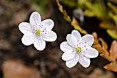 HEPATICA NOBILIS ALBA