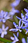 SCILLA BIFOLIA