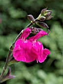 SALVIA GREGGII FR. RUPP, AUTUMN SAGE