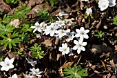 HEPATICA NOBILIS ALBA