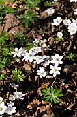 HEPATICA NOBILIS ALBA